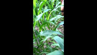 Sneaky Farm Sex with Asian Stepdaughter