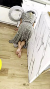 Step dad finds me Stuck creampie teen stuck in washing machine